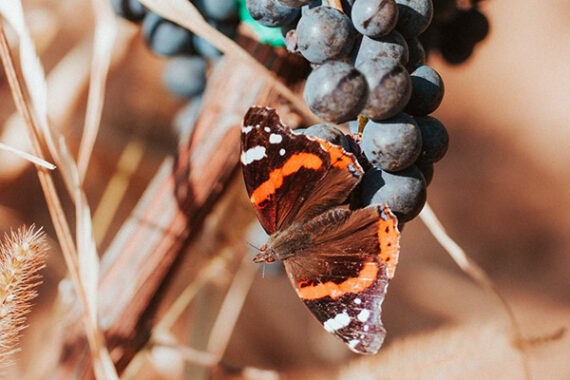 Insect monitoring – what does it mean, and why is it important?